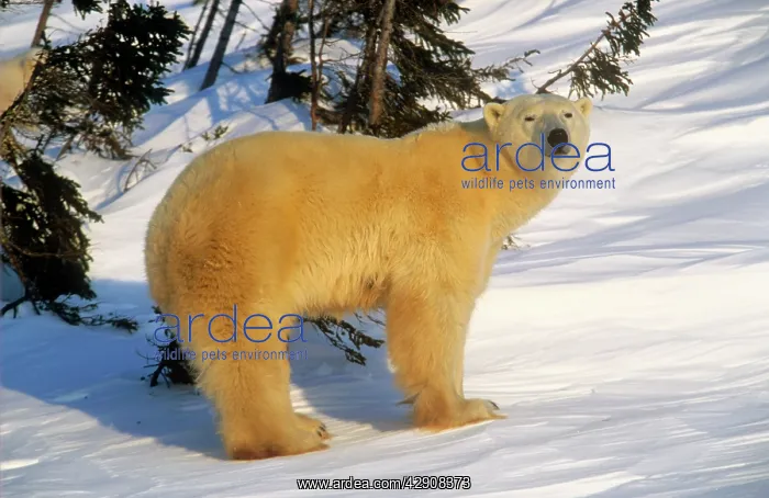  : Polar BEAR