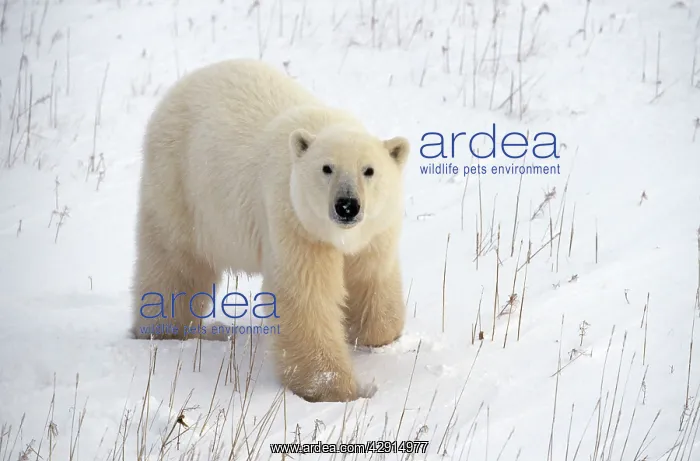  : Polar Bear