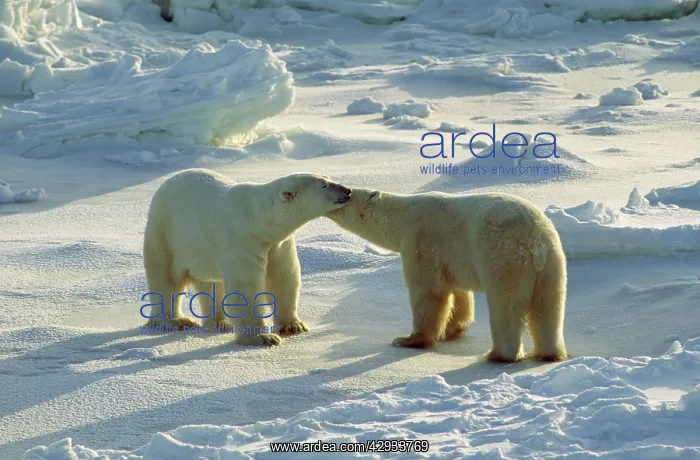  : Polar Bear