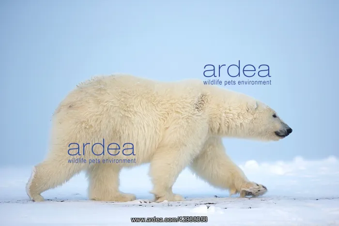 : Polar Bear : Polar Bear