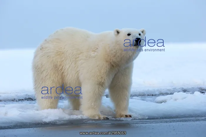  : Polar Bear