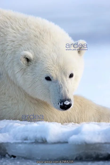 : Polar Bear : Polar Bear