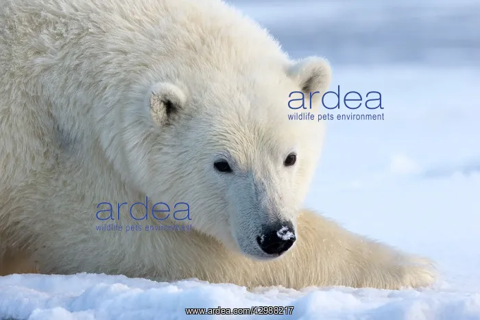 : Polar Bear : Polar Bear