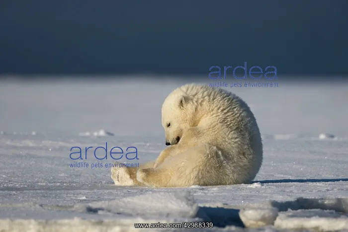 : Polar Bear : Polar Bear