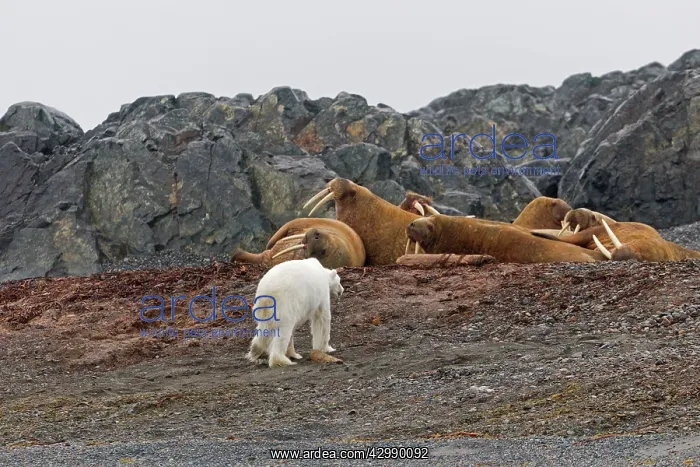 : Polar Bear : Polar Bear