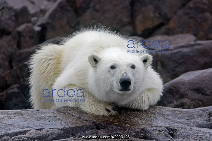 : Polar Bear : Polar Bear