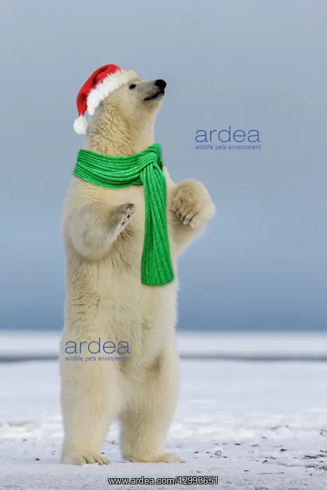 : Polar Bear : Polar Bear