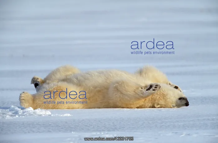 : Polar Bear : Polar Bear