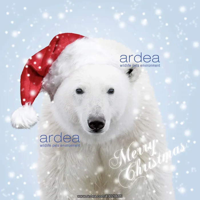 : Polar Bear : Polar Bear