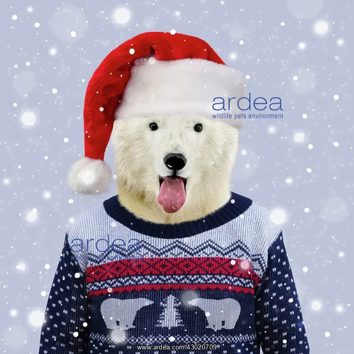 : Polar Bear : Polar Bear