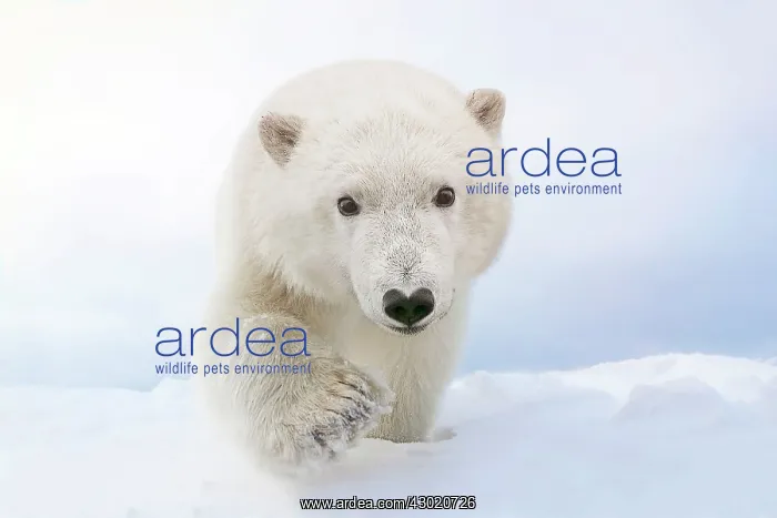 : Polar Bear : Polar Bear