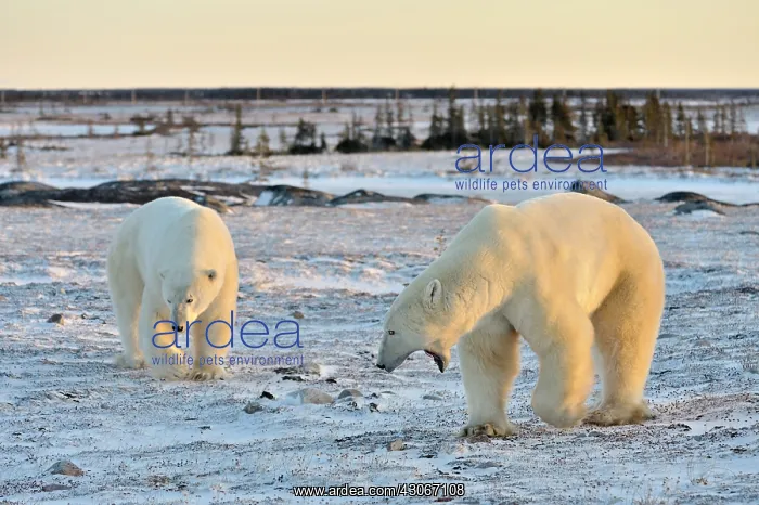  : Polar Bear