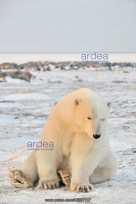 : Polar Bear : Polar Bear