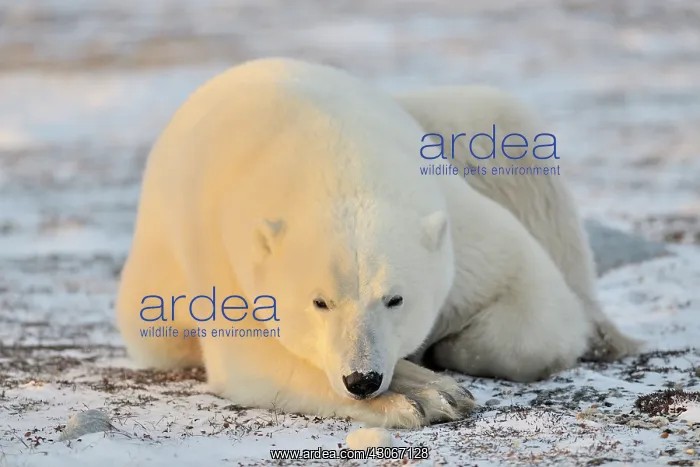  : Polar Bear