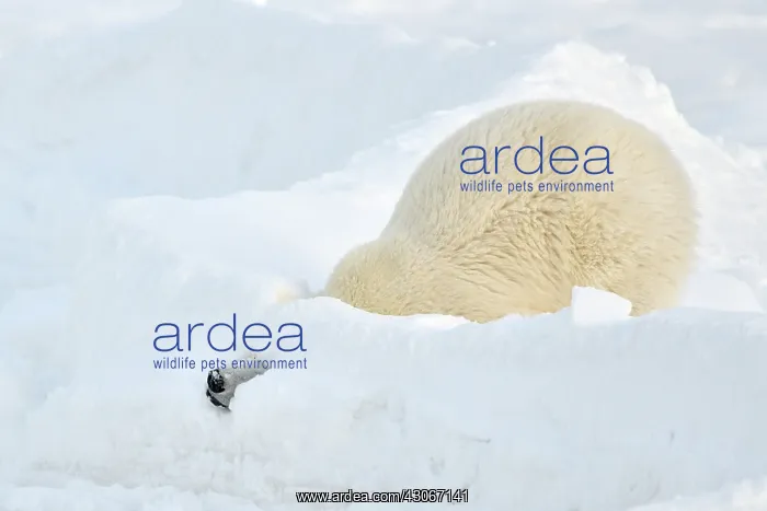 : Polar Bear : Polar Bear