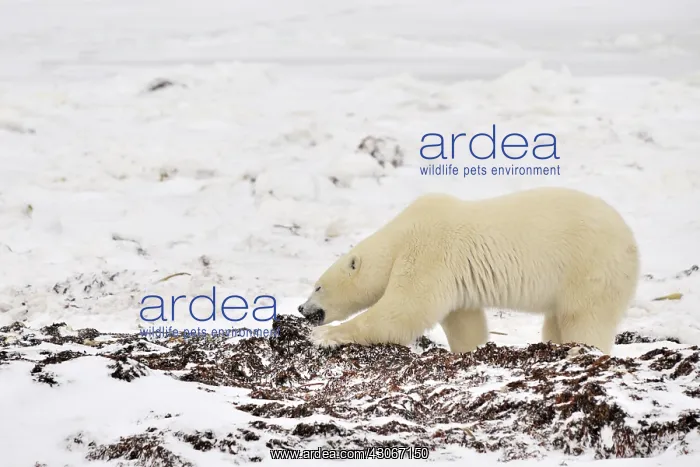 : Polar Bear : Polar Bear