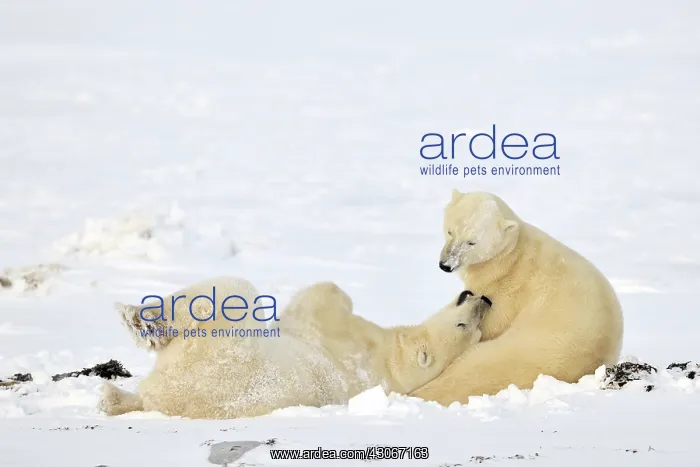 : Polar Bear : Polar Bear