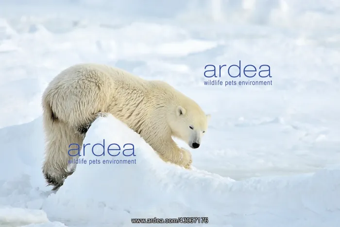 : Polar Bear : Polar Bear