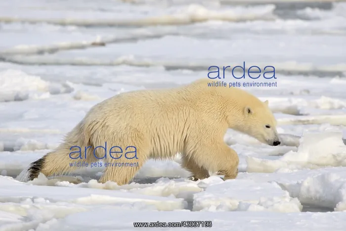 : Polar Bear : Polar Bear