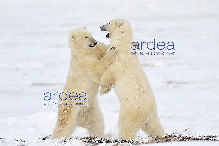 : Polar Bear : Polar Bear