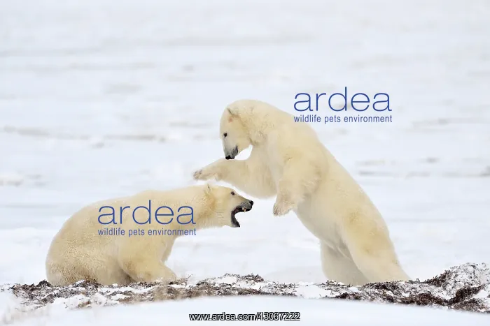  : Polar Bear