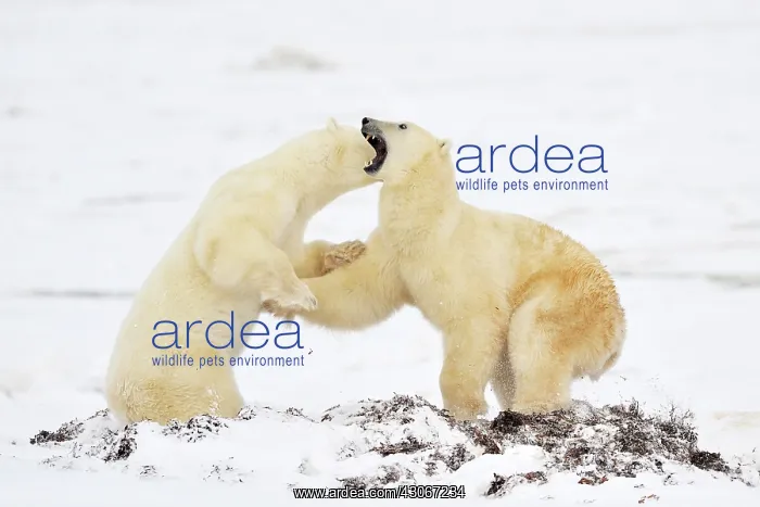 : Polar Bear : Polar Bear