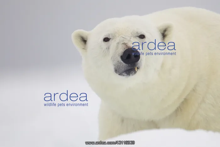 : Polar Bear : Polar Bear