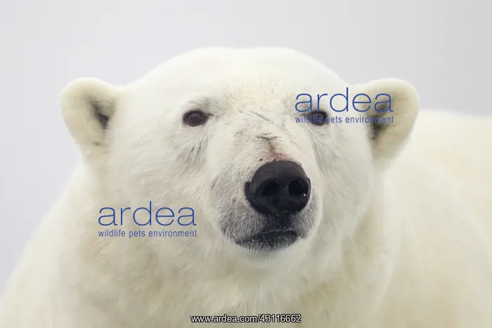 : Polar Bear : Polar Bear