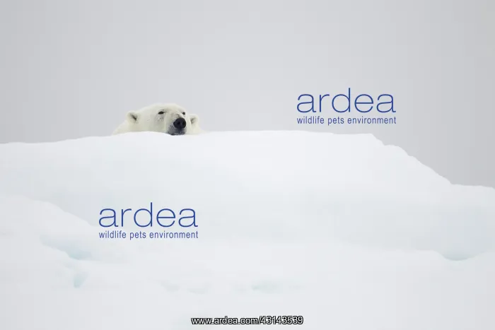 : Polar Bear : Polar Bear