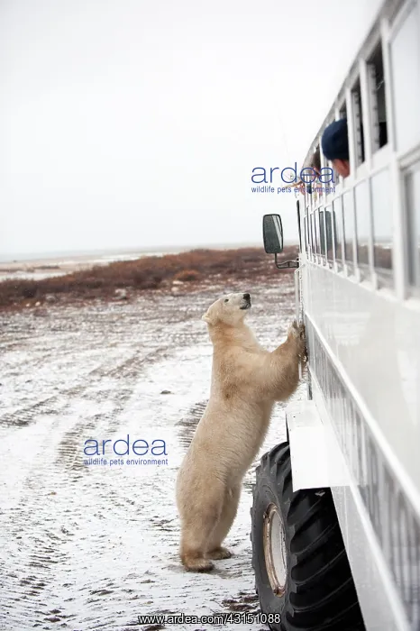 : Polar Bear : Polar Bear