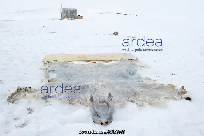 : Polar Bear : Polar Bear