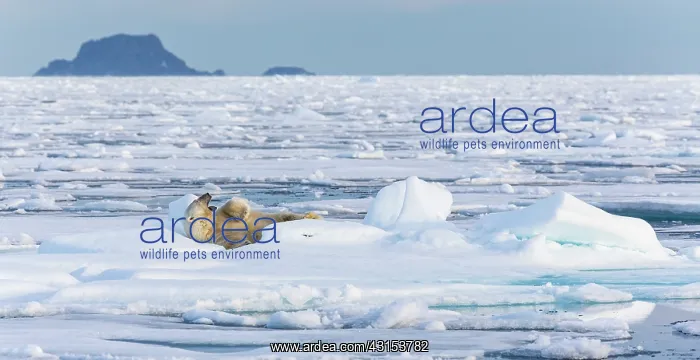 : Polar Bear : Polar Bear