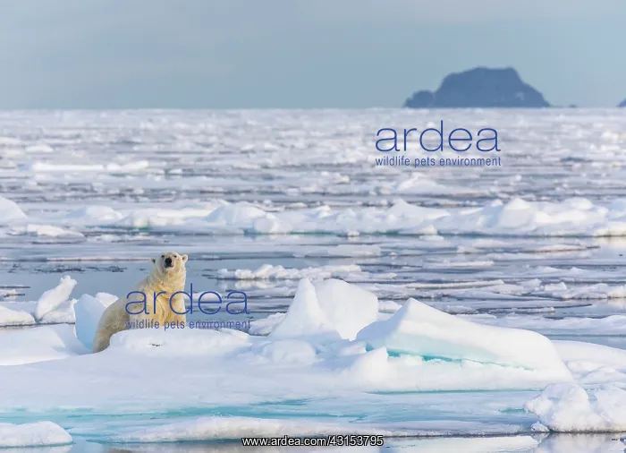 : Polar Bear : Polar Bear