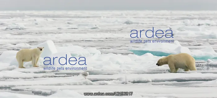 : Polar Bear : Polar Bear
