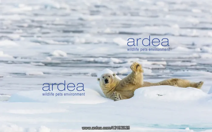 : Polar Bear : Polar Bear