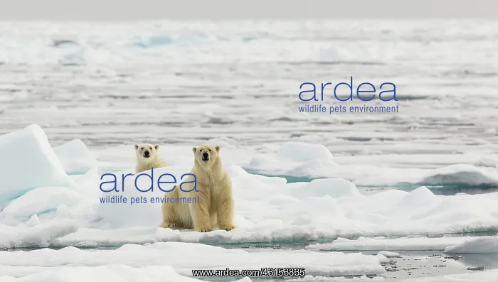 : Polar Bear : Polar Bear