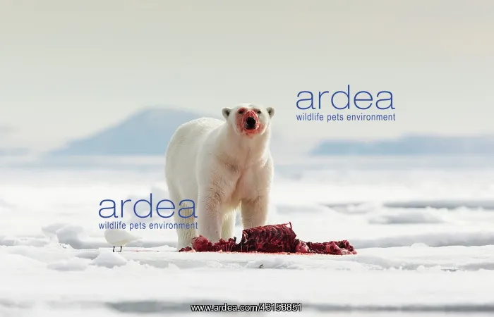 : Polar Bear : Polar Bear