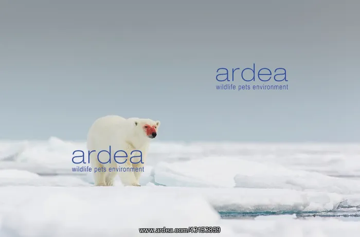 : Polar Bear : Polar Bear