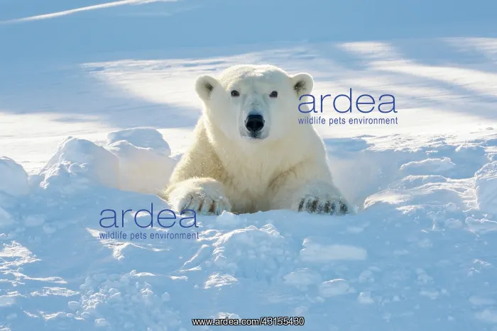 : Polar Bear : Polar Bear