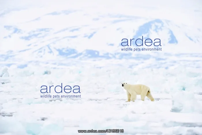 : Polar Bear : Polar Bear