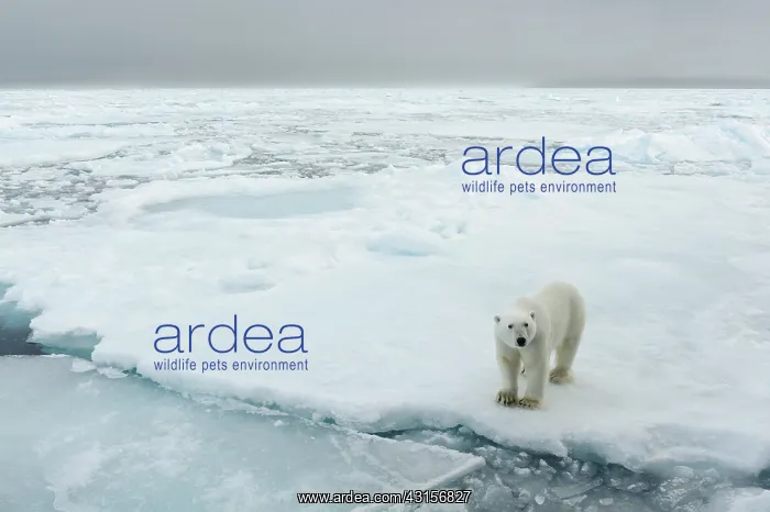 : Polar Bear : Polar Bear