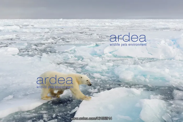 : Polar Bear : Polar Bear