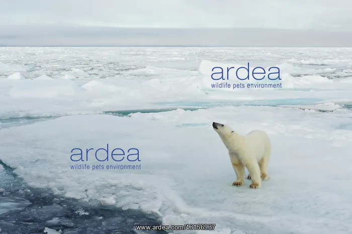 : Polar Bear : Polar Bear