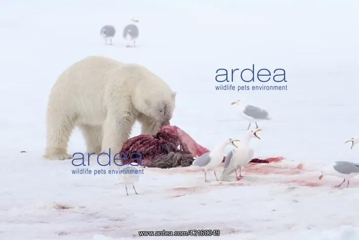 : Polar Bear : Polar Bear