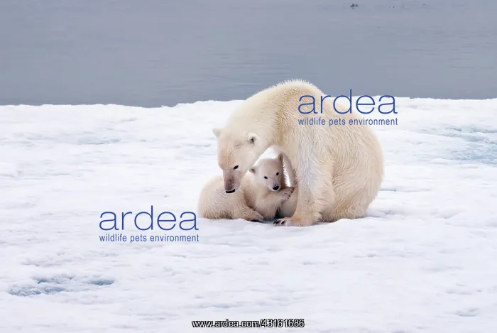 : Polar Bear : Polar Bear