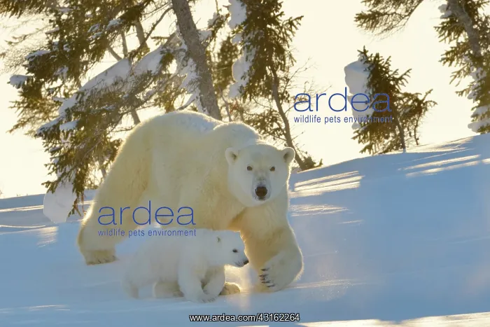  : Polar Bear