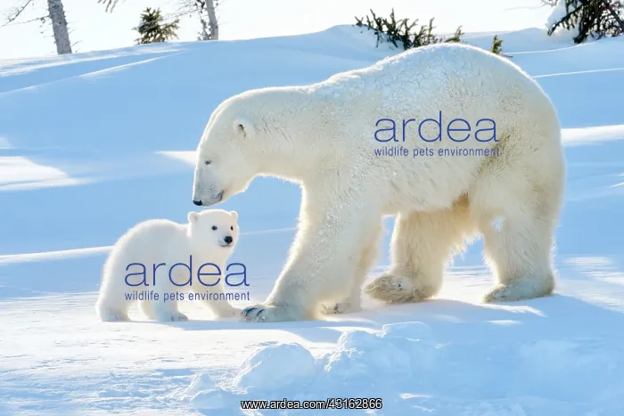 : Polar Bear : Polar Bear