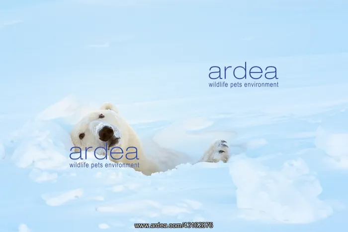 : Polar Bear : Polar Bear