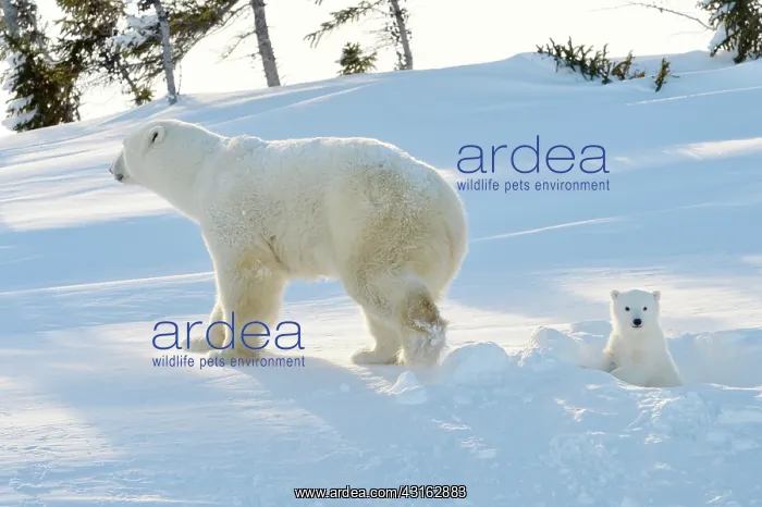 : Polar Bear : Polar Bear