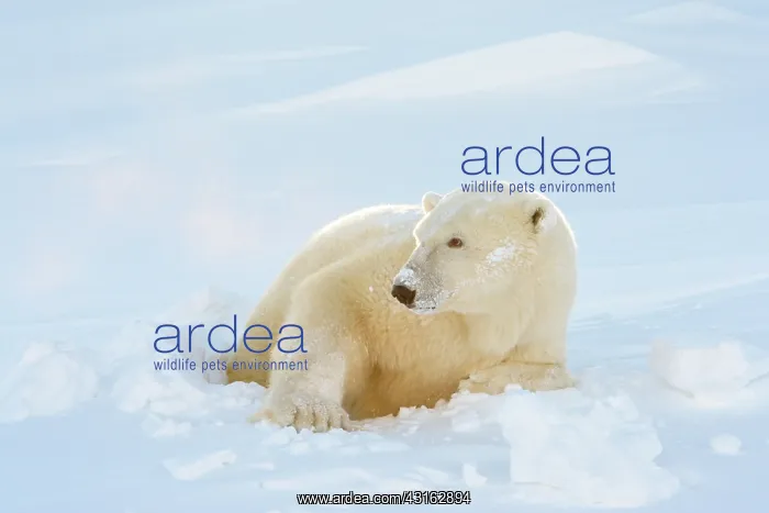: Polar Bear : Polar Bear